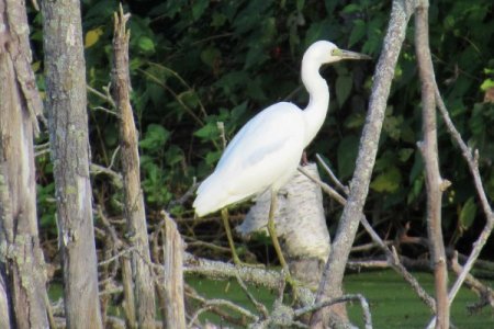 Little Blue Heron along the Annapolis County Rail Trail on Aug. 29, 2022 - Larry Neily